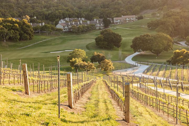 Vineyard