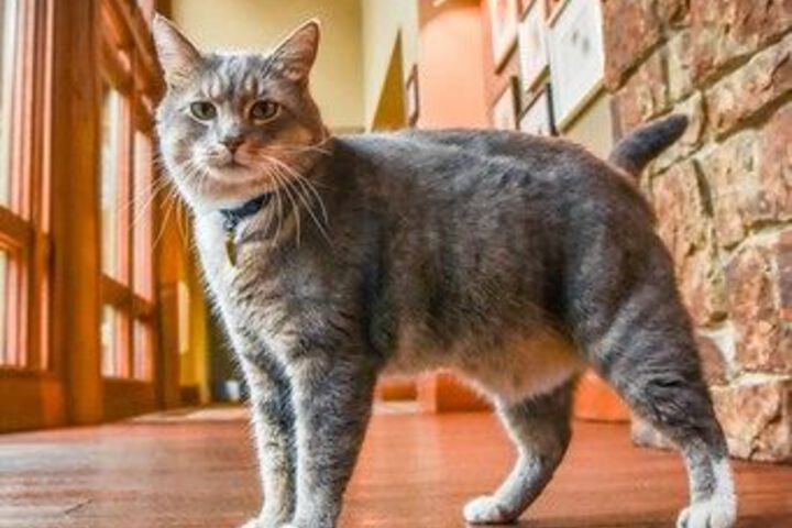 Pet Friendly 86 of 132