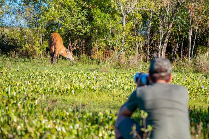 Safari