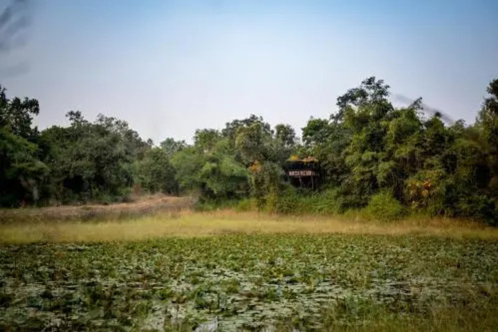 Tree House Hideway Bandhavgarh