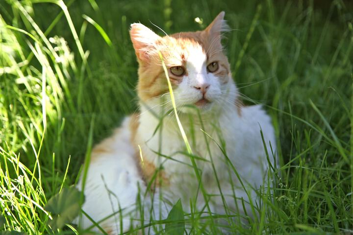 Pet Friendly 26 of 63