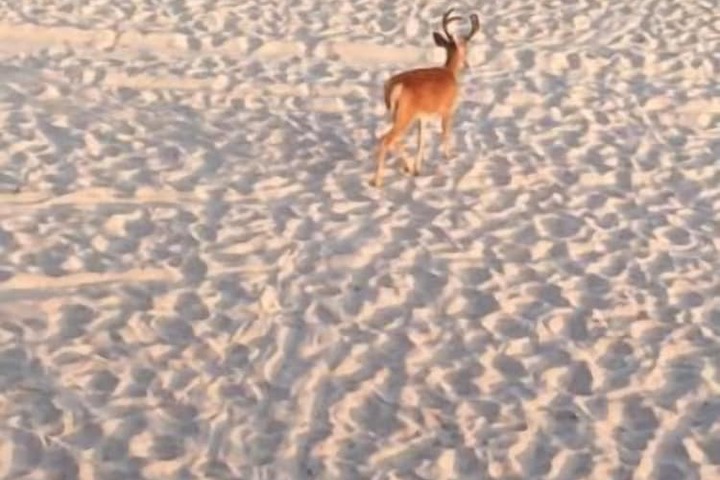 Beach 44 of 49