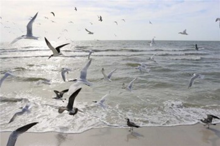 Beach 7 of 31