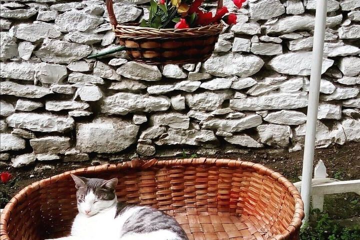 Pet Friendly 39 of 65