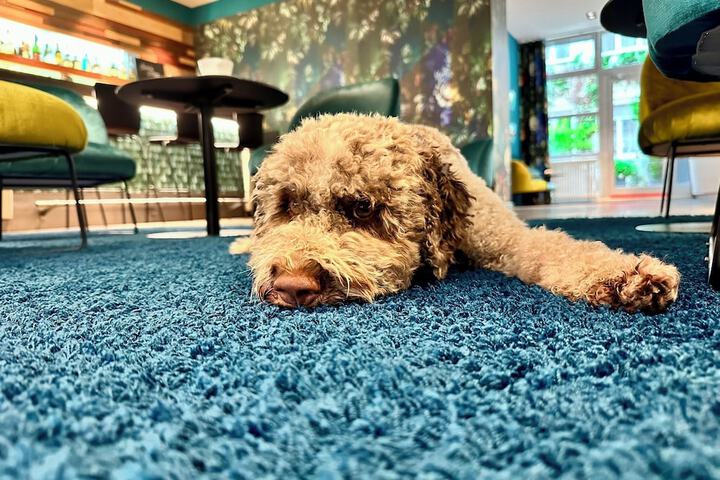 Pet Friendly 92 of 119