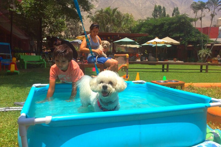 Pet Friendly 8 of 14