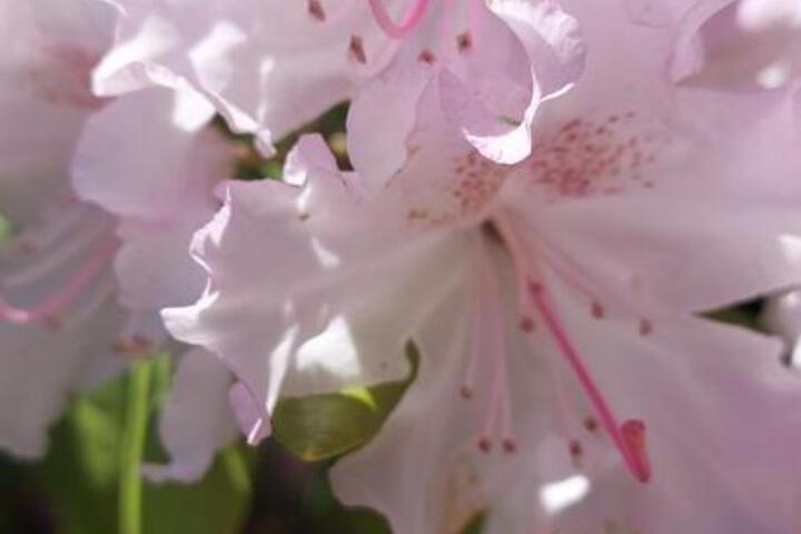 General 45 of 50