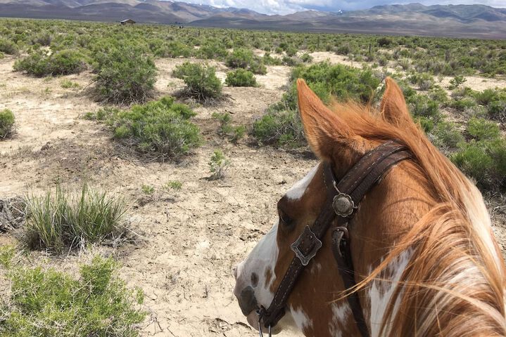 Horseback riding