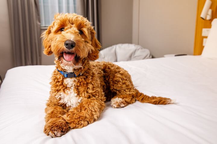 Pet-friendly