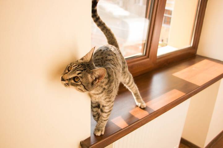 Pet Friendly 53 of 127