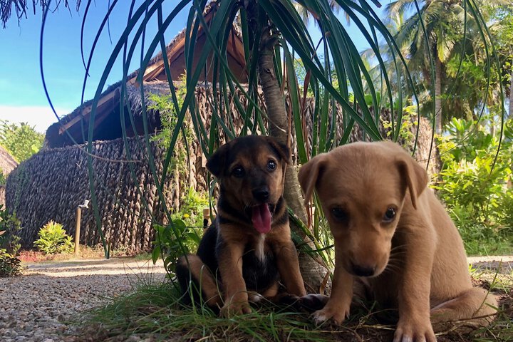 Pet Friendly 54 of 104
