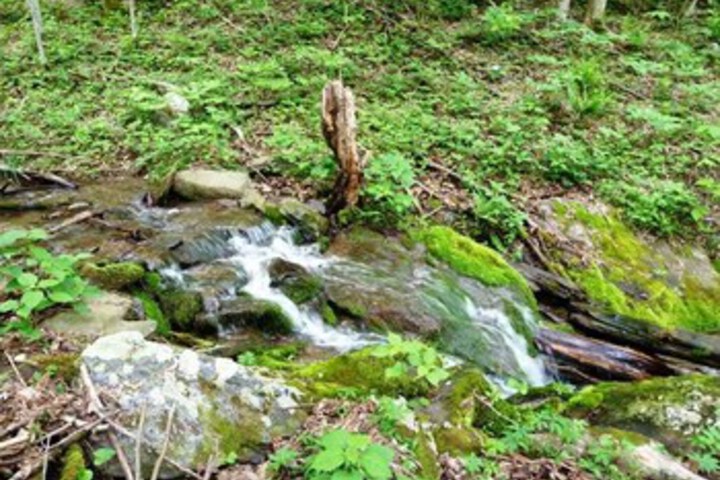 A Wild Woods Retreat - 1 Br home