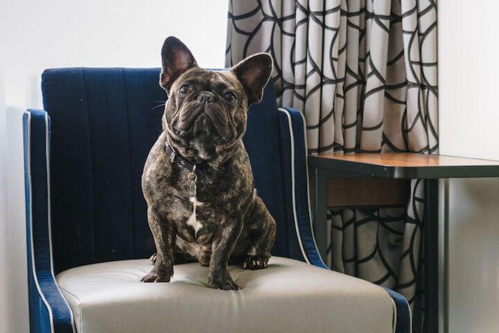 Pet-friendly
