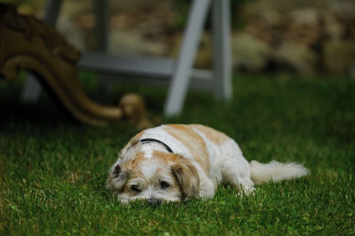 Pet Friendly 52 of 81