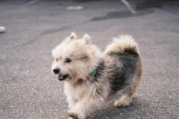Pet Friendly 36 of 45