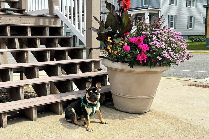 Pet Friendly 18 of 33