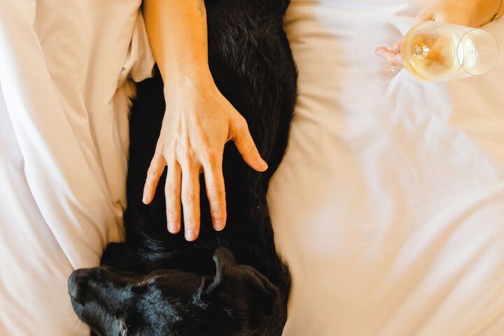 Pet Friendly 81 of 149