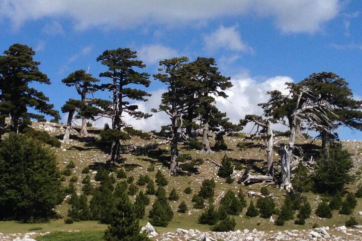 CUORE DEL POLLINO