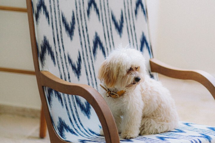 Pet Friendly 92 of 167