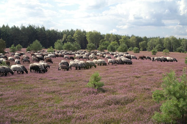 Game viewing