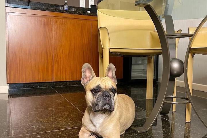 Pet Friendly 40 of 49