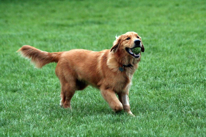 Pet Friendly 37 of 41