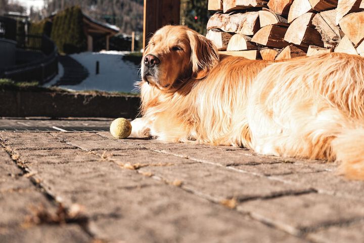 Pet Friendly 76 of 101