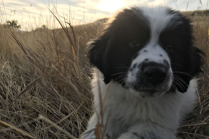 Pet Friendly 49 of 88