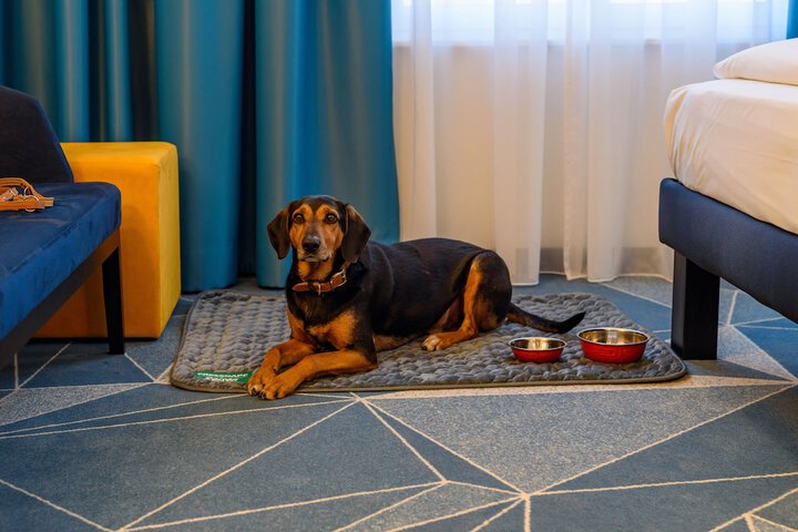 Pet Friendly 47 of 90
