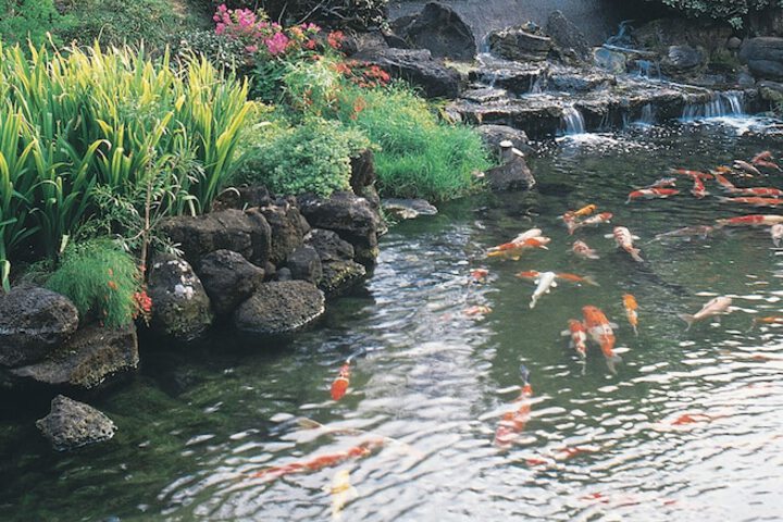 Japanese garden