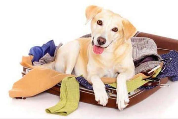 Pet-friendly