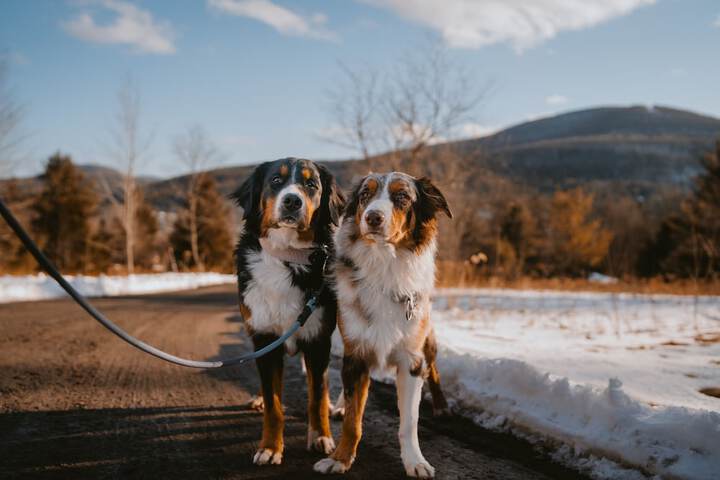 Pet Friendly 52 of 79