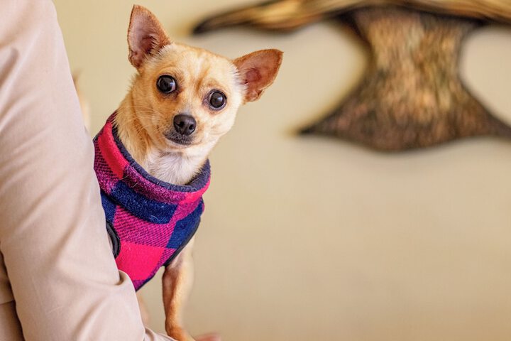 Pet Friendly 38 of 77