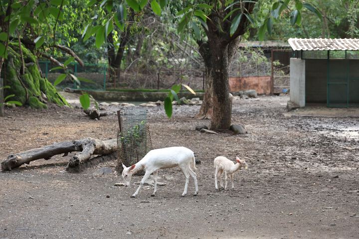 Pet Friendly 81 of 111