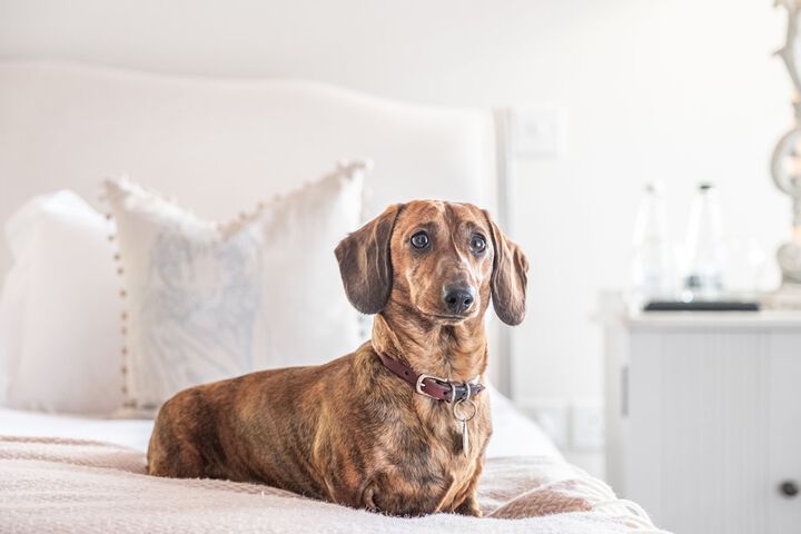 Pet Friendly 31 of 49