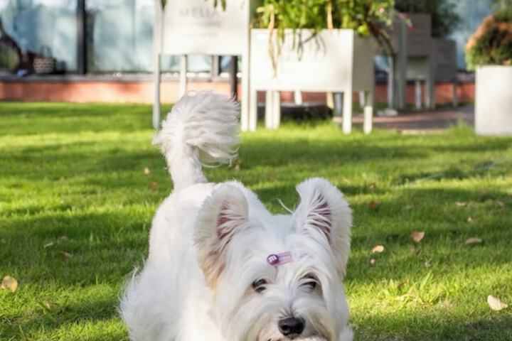 Pet Friendly 82 of 126