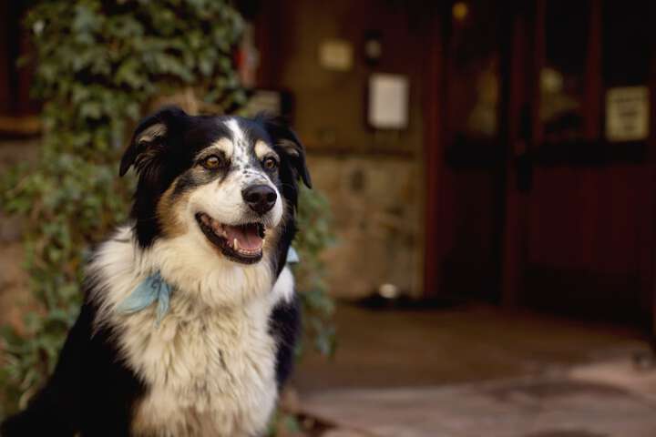 Pet-friendly