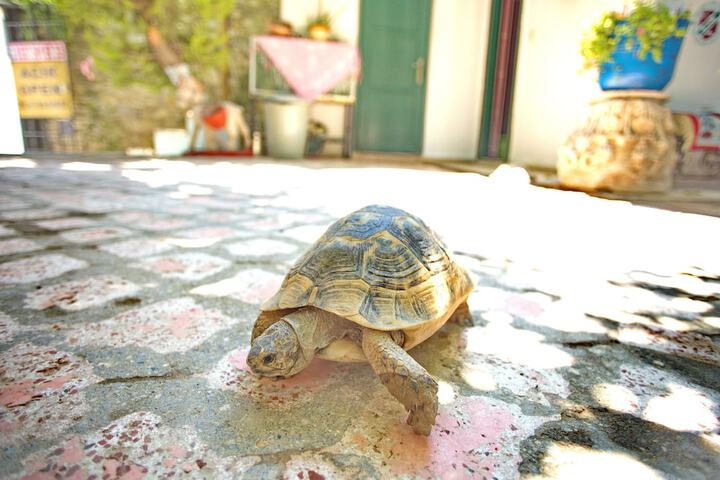 Pet Friendly 32 of 57