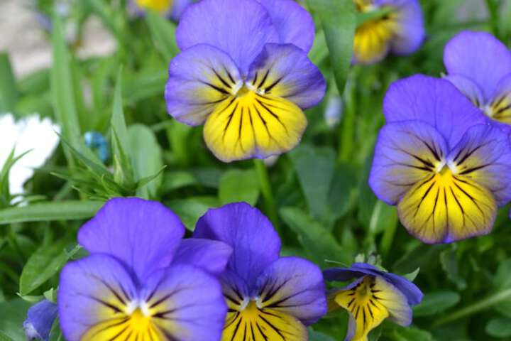 Spa and Wellness Pictures