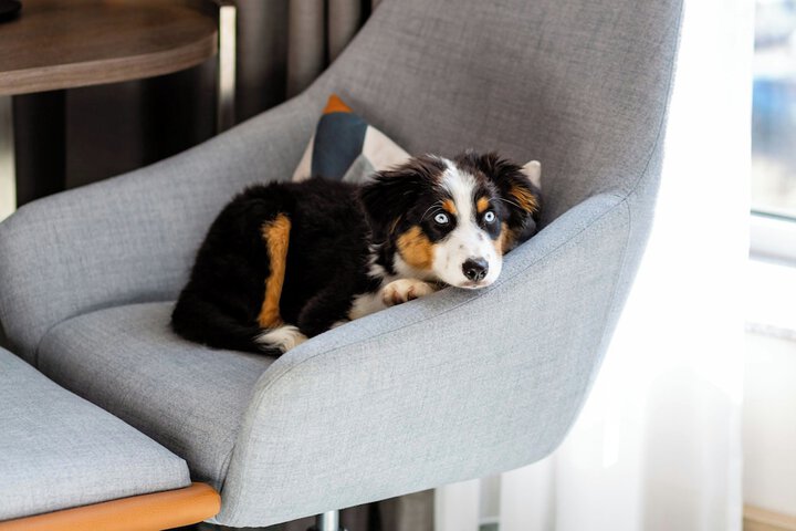 Pet Friendly 37 of 94