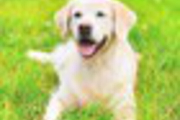 Pet Friendly 68 of 99