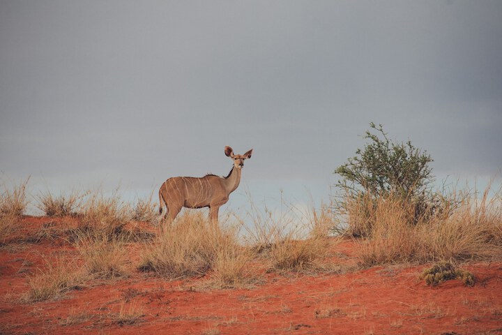 Safari