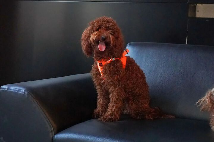 Pet-friendly