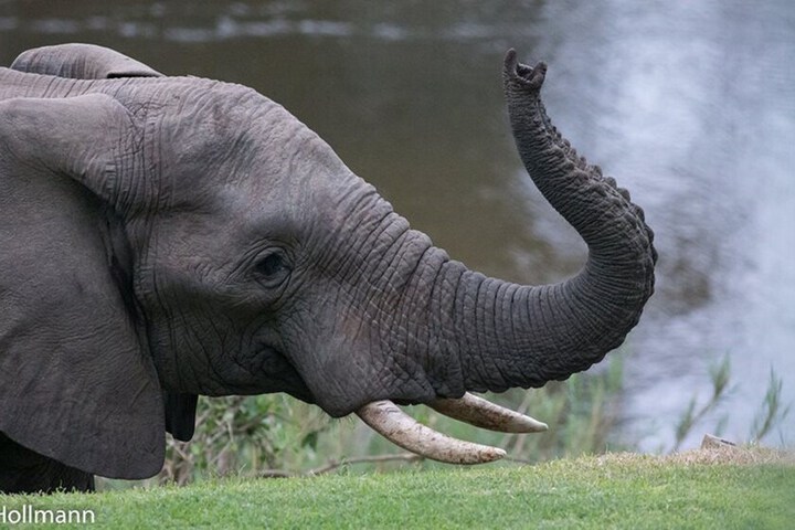 Safari