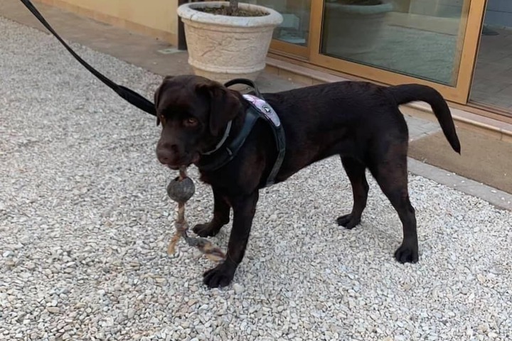 Pet Friendly 78 of 206