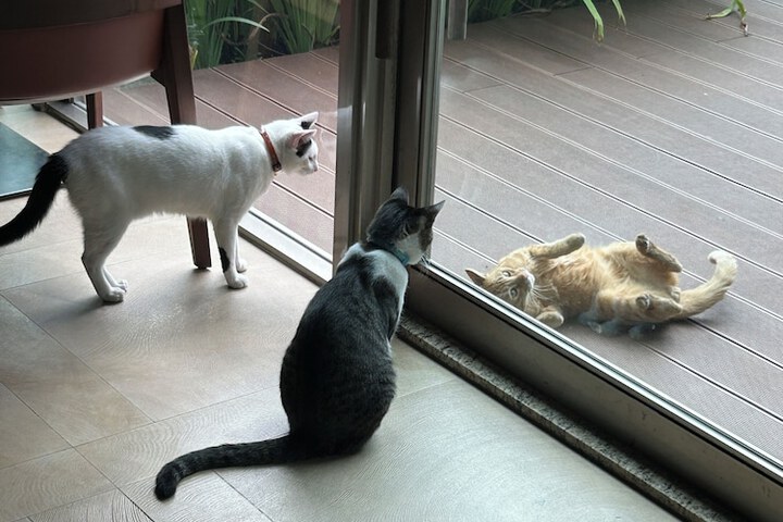 Pet Friendly 35 of 60