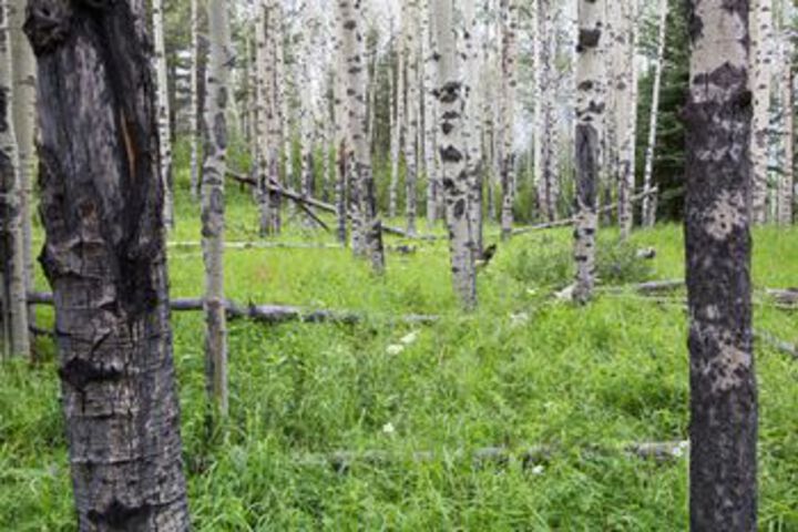 Property Grounds 61 of 67