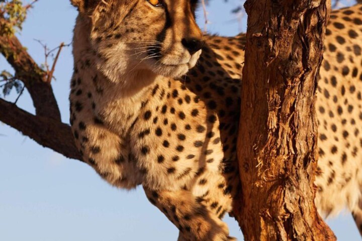 Game viewing