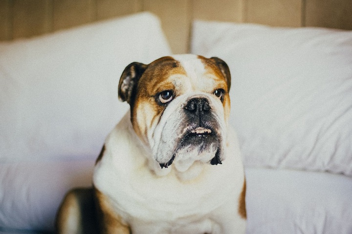 Pet Friendly 46 of 67