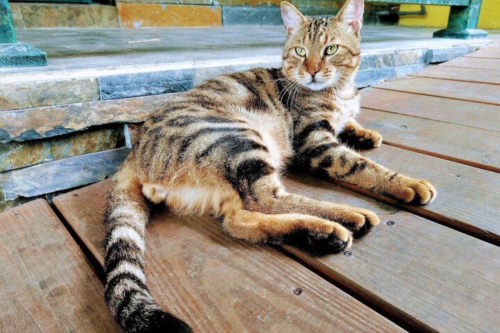 Pet Friendly 67 of 99
